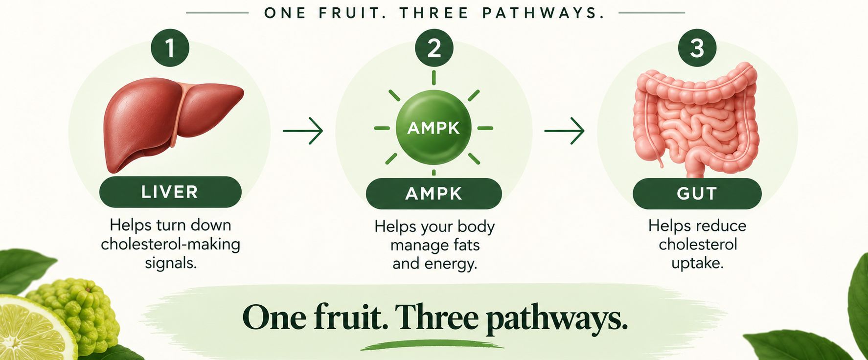 Citrus Bergamot pathways: liver, AMPK, and gut